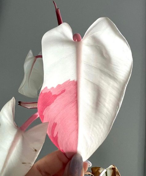 Philodendron Leaf, Pink Princess Philodendron, Philodendron White Princess, Princess Philodendron, Plant Goals, Plants Are Friends, Inside Plants, Pink Plant, Room Deco