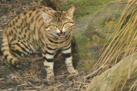 Black Footed Cat | Anne-Marie Kalus | Flickr Black Footed Cat, Cat Oc, Grain Of Sand, Cat 2, Anne Marie, Zoology, Big Cats, Beautiful Creatures, Wild Cats