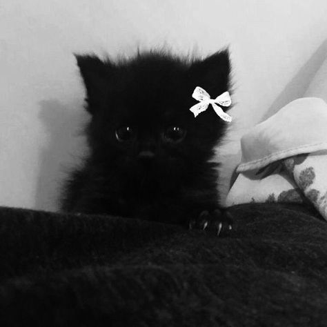 Black And White Cat Aesthetic, Black Color Aesthetic, Black And White Pfps, Kitten With Bow, Black Cat Icon, Black Cat Pfp, Baby Black Cat, Dark Pp, Gothic Cat