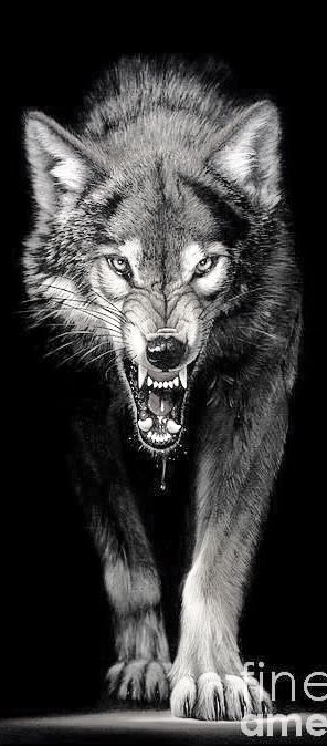 Pin by Evan Stevens on Wolf tattoos men | Wolf tattoo sleeve, Wolf tattoos men, Wolf tattoo design Wolf Deviantart, Lup Singuratic, Snarling Wolf, Wolf Tattoos Men, Angry Wolf, Wolf Tattoo Sleeve, Wolf Images, Wolf Artwork, Wolf Painting