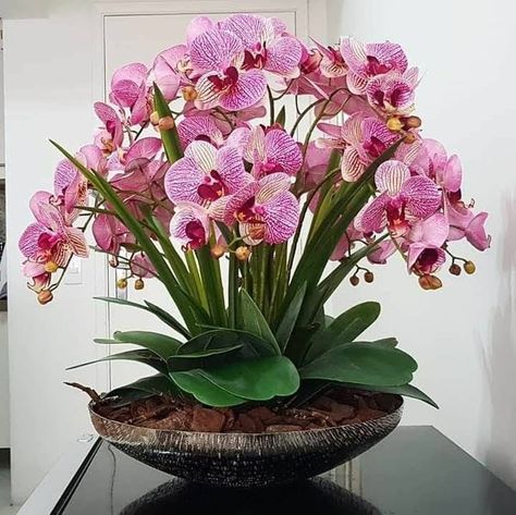 Orchid Flower Arrangements, Flower Shop Decor, Orchid Centerpieces, Very Beautiful Flowers, Strange Flowers, Flower Arrangement Designs, Beautiful Flowers Images, Home Floral Arrangements, Orchid Arrangements