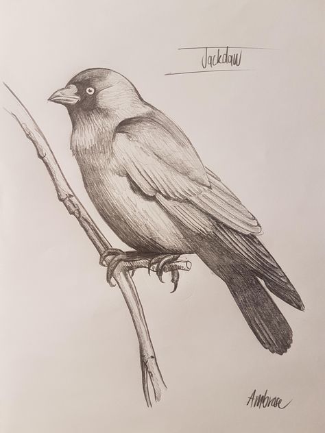 Jackdaw Jackdaw Tattoo, Duck Drawing, Jackdaw, Bird Drawings, Embroidery Inspiration, Birds Of A Feather, Crows, Ravens, Bird Feathers