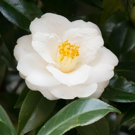 Boarder Plants, Gardenia Trees, White Flowering Shrubs, Camellia Sasanqua, Gardenia Plant, White Camellia, Specimen Trees, Camellia Flower, Flowering Shrubs