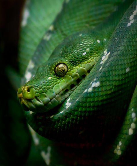 Green Animals Aesthetic, Reptile Aesthetic, Snake Photography, Green Tree Python, Emerald Tree Boa, Tree Python, Snake Photos, Reptile Care, Reptile Room