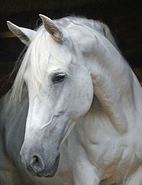 Horse Face Profile | The Windflower Weekly: Tica, My Andalusian Mare Goes For Broke ... Cai Arabi, Gorgeous Horses, Andalusian Horse, Most Beautiful Horses, Horse Face, Grey Horse, Horse Portrait, Horse Drawings, White Horses