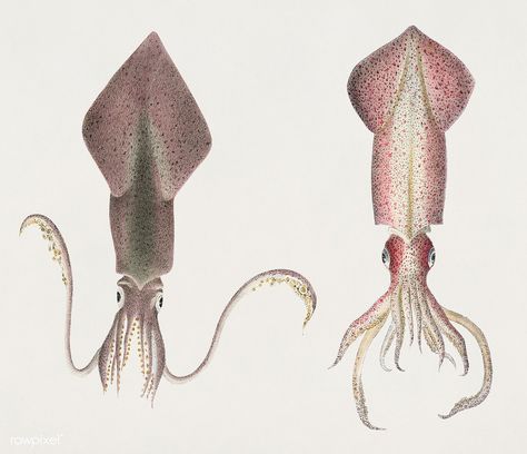 Glass squid and Longfin inshore squid  illustration from Zoology of New york (1842 - 1844) by James Ellsworth De Kay (1792-1851). Public Domain | Birds Colossal Squid, Seashell Illustration, Surfboard Painting, Shark Illustration, Halloween Flash, Free Illustration Images, Black And White Canvas, Zoology, Acrylic Wall Art