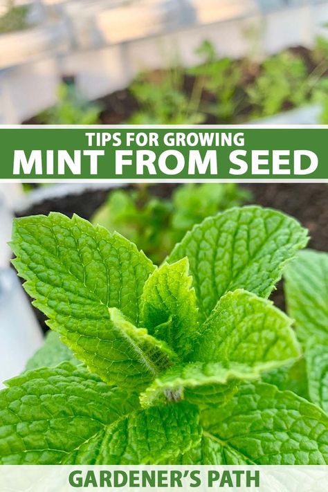 With so many uses, mint is well worth planting, so long as you curb its tendency to spread. It's also super easy to start from seed, even for beginner gardeners. But how do you know when to start seeds or set transplants out in the garden? Learn how to propagate mint from seed now on Gardener's Path. #mint #gardenerspath Grow Mint, How To Propagate Mint, How To Grow Mint, Planting Mint Outside, Spearmint Recipes, How To Care For Mint Plant, Propagate Mint, Starting Seeds Inside, Growing Mint Indoors