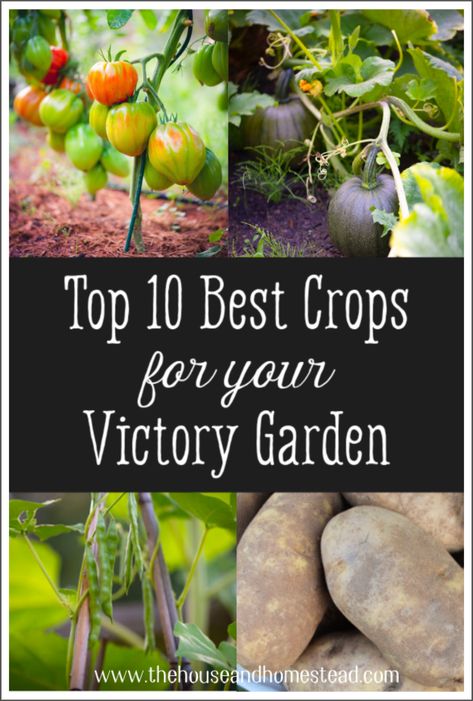 Top 10 Best Crops for Your Victory Garden - The House & Homestead Victory Gardens, Homestead Gardens, Victory Garden, Survival Gardening, Landscaping With Large Rocks, Grow Your Own Food, Garden Stones, Gardening For Beginners, Garden Spaces