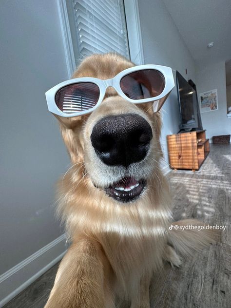 Funny Dog Faces, Goofy Dog, Dog With Glasses, A Golden Retriever, Image Swag, Very Cute Dogs, Funny Animal Photos, Dog Selfie, Really Cute Dogs