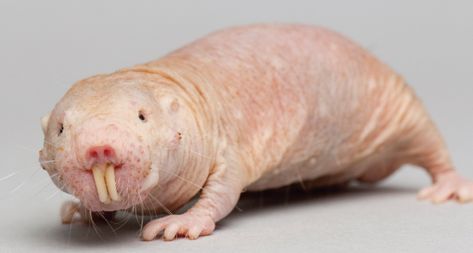 Mole Rat, Mole