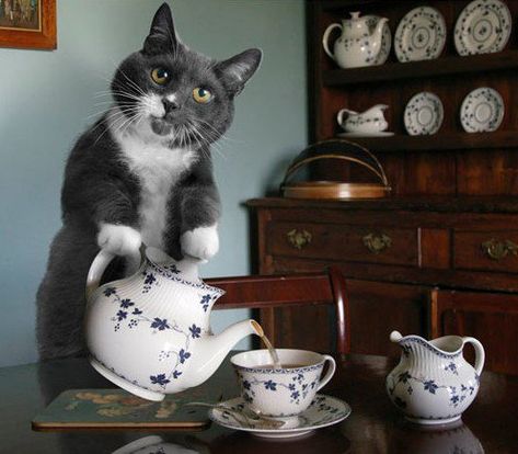 cuppa? Cat Tea Party, Drink Tea, Cat Drinking, Cute Animal Pictures, Crazy Cat Lady, Tea Pot, Crazy Cats, Drinking Tea, Cat Memes