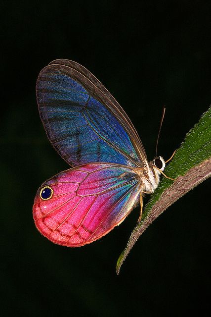 Pink Glass-wing Butterfly: Cithaerias aurorina - inhabits Northern Amazonia: Columbia, Equador, Bolivia.