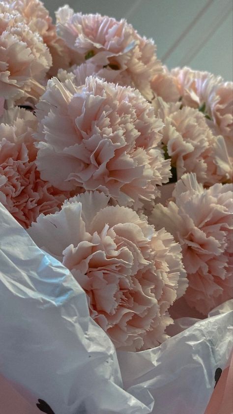 Carnation Bouquet, Boquette Flowers, Pink Carnations, Nothing But Flowers, Carnation Flower, Flower Therapy, Beautiful Bouquet Of Flowers, Luxury Flowers, A Question