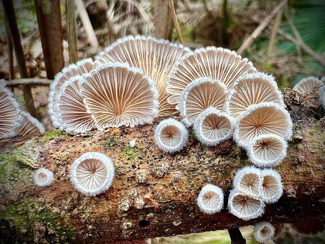 Schizophyllum Commune, Slime Mould, Magic Circle, Stuffed Mushrooms, Florida, Plants, Nature