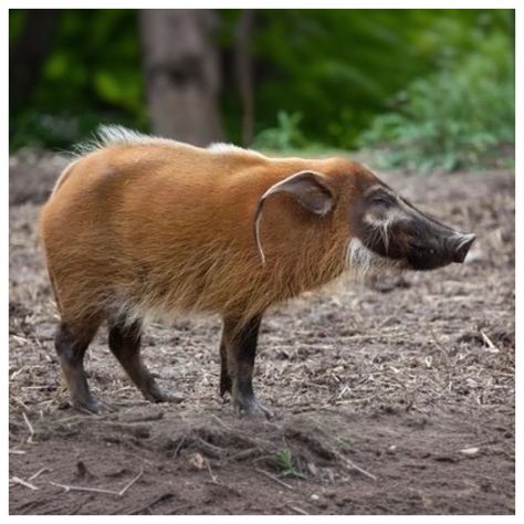 11 - Red River Hog Red River Hog, Red River, Red