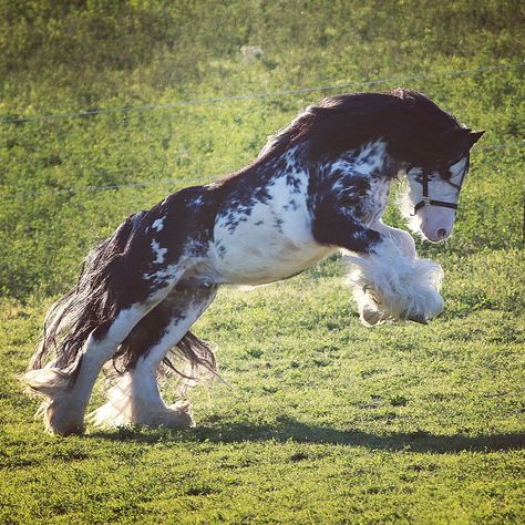 Romani Vanner Horse, Cool Horses, Vanner Horse, Clydesdale Horses, Big Horses, Most Beautiful Horses, Beautiful Horse, Draft Horses, Pretty Animals