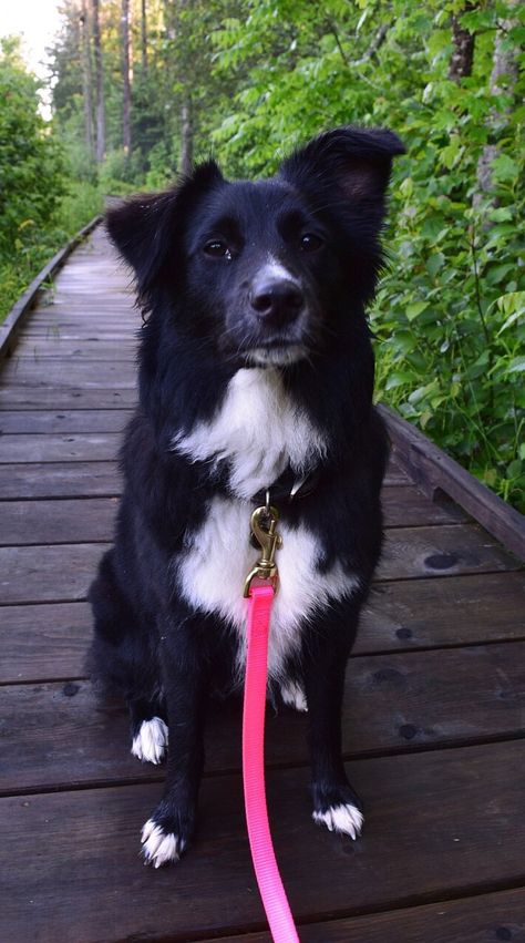 Hiking on the ice age trail in Nothern Central Wisconsin. Miniature Australian Shepherd black bi color. 9 months old. Follow on Instagram @winniemini Corgi Aussie Mix, Australian Shepherd Black, Black Australian Shepherd, Australian Shepherd Red Tri, Ice Age Trail, Australian Shepherd Blue Merle, Miniature American Shepherd, Miniature Australian Shepherd, American Shepherd