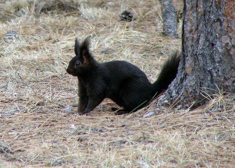 aww Elephant Shrew, Black Squirrel, Squirrel Pictures, Wild Rabbit, The Black Forest, Cute Squirrel, A Squirrel, Unusual Animals, Pretty Animals