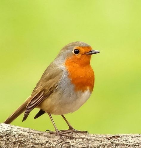 Robin Photos, Regard Animal, European Robin, World Birds, Robin Bird, British Wildlife, Christmas Bird, Nature Birds, Bird Pictures