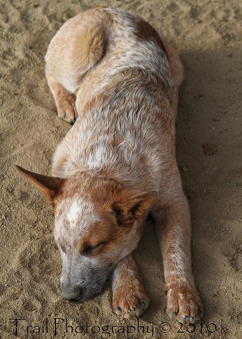 I CAN'T EVEN WITH THIS DOG RIGHT NOW! Red Heeler Red Heeler Dog, Aussie Cattle Dog, Austrailian Cattle Dog, Cattle Dogs Rule, Heeler Puppies, Blue Heelers, Blue Heeler Dogs, Red Heeler, Australian Cattle Dogs