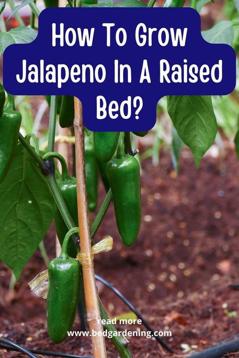 How To Grow Jalapeno In A Raised Bed? | Bed Gardening. When the color of pods gets dark green it means they are mature enough. If you left them for a long time then the colors start changing from purple to red. The size of the fruit that jalapeno produces is about 3 inches. How To Grow Jalapenos, Jalapeno Garden, Grow Jalapenos In Containers, How To Grow Jalapenos From Seeds, What To Do With Jalapenos From Garden, Jalapeno Plants Growing, Jalapeno Seeds Planting, Growing Jalapenos, Jalapeno Plant