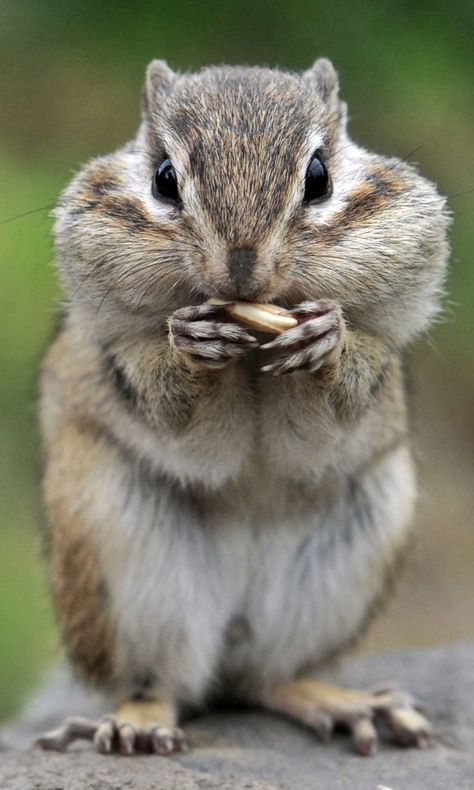 Chipmunk Photography, Popular Images, Squirrel Funny, Cute Squirrel, Hamsters, Sweet Animals, Animal Planet, Squirrels, Animal Photo