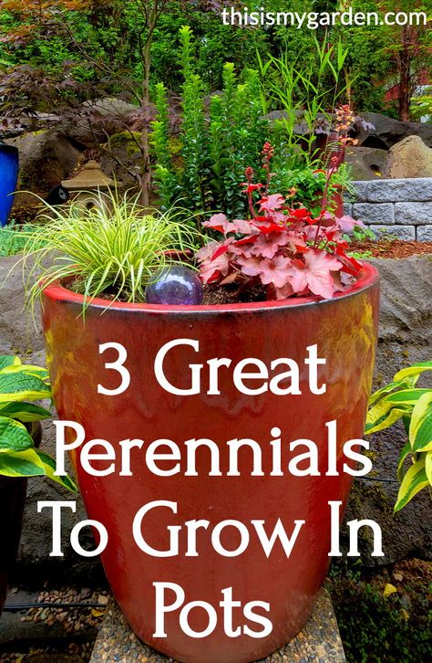 Best Plants For Containers, Hostas In Planters, Patio Plants In Pots Shade, Potting Plants Ideas, Flowering Pots Ideas Outdoor, Best Perennials For Pots, Plants For Big Pots Outside, Potted Plants Front Yard, Hostas In Pots Planters