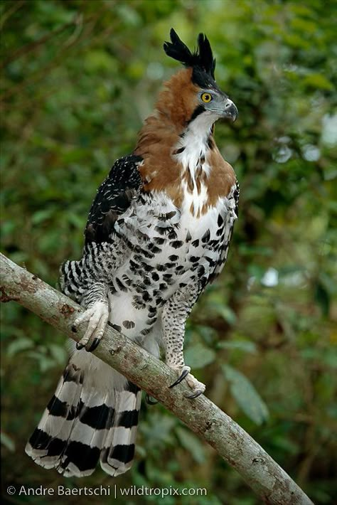 Ornate Hawk Eagle, Hawk Eagle, Raptors Bird, Bird Wallpaper, Pretty Animals, Tropical Rainforest, Bird Pictures, Exotic Birds, Arte Animal