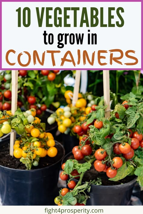 Gardening On A Deck, How To Start An Easy Vegetable Garden, Starting A Container Garden, Garden In An Apartment, Best Vegetables For Container Gardening, Vegetable Gardens In Pots, Pot Vegetable Garden Ideas, Vegetable Pots Garden, Flower Pot Vegetable Garden Ideas