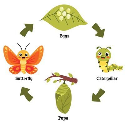 Butterfly Life Cycle Art, Cycle Of Butterfly, Infographics Layout, Life Cycles Preschool, Butterfly Life Cycle Craft, Biology Drawing, Metamorphosis Art, Cycle For Kids, Life Cycle Craft