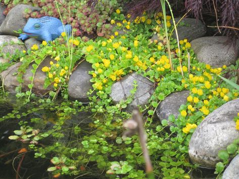 Need advice for creeping water plants to cover liner around edges | Garden Pond Forums Creeping Jenny Plant, Edging Plants, Bog Garden, Underwater Plants, Creeping Jenny, Pond Landscaping, Floating Plants, Pond Plants, Water Pond