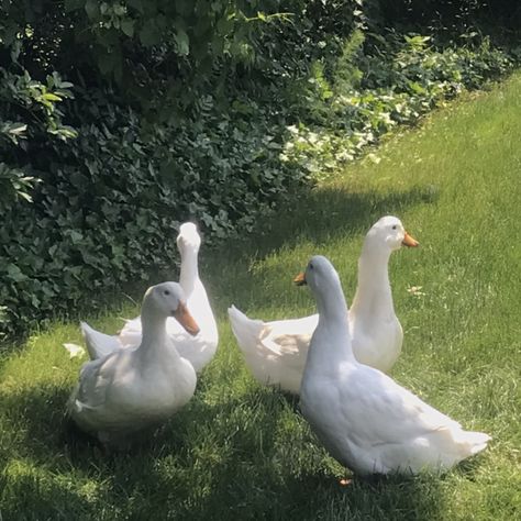 White Ducks Aesthetic, Goose Aesthetic, Ducks Aesthetic, Halloween Pick Up Lines, Carnival Of The Animals, Funny Duck, Woodland Creatures, Nature Aesthetic, Animals Of The World