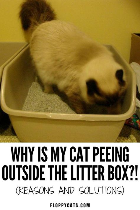 Why is my cat peeing outside the litter box? | Cat Peeing Outside Litter | Cat Litter Box Ideas | Cat Behavior Explained | Cat Tips and Tricks | Cat Litter Box Problems | Cat Health Tips | Cat Not Using Litter Box Ideas | Cat Health Problems Signs #kittylitterhacks #catpeeingoutsidelitter #catlittertips #catbehaviorexplained Big Cat Litter Box Ideas, Cat Peeing Outside Litter, Cat Behavior Explained, Cat Litter Hacks, Cat Tips Indoor, Cat Facts Funny, Cat Behavior Chart, Cat Litter Box Ideas, Cat Liter