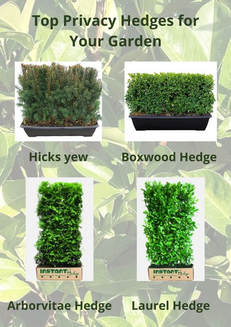 Know the best privacy hedges for your garden. Landscape your garden by planting these evergreens for privacy and screening. These hedges are available for sale at best prices. Evergreens For Privacy, Schip Laurel, English Laurel, Green Giant Arborvitae, Privacy Hedges, Laurel Hedge, Giant Arborvitae, Thuja Plicata, Fast Growing Hedge