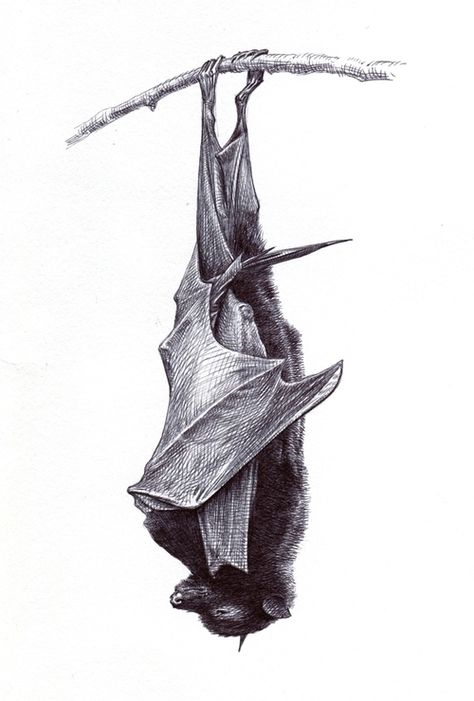 Bat Sketch Tattoo, Hanging Bat Illustration, Sleeping Bat Tattoo, Upside Down Bat Tattoo, Guno Park, Bat Sleeping, Upside Down Bat, Bat Sketch, Bats Tattoo Design