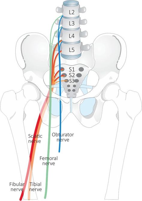 Pelvic Anatomy, Nerve Anatomy, Pt School, Physical Therapy School, Yoga Anatomy, Human Body Anatomy, Spine Health, Medicine Student, Medical School Essentials