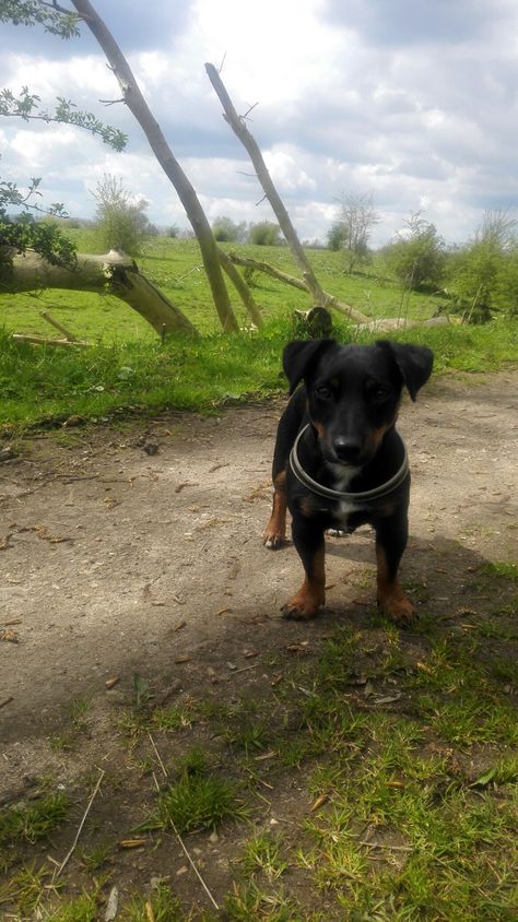 Jack Russel black and tan Jack Russel, Jack Russell, Black And Tan, Dogs, Animals, Black