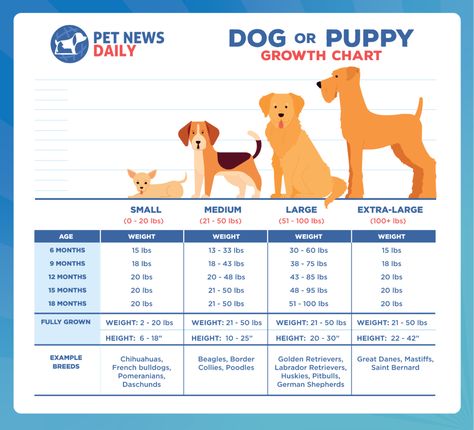 Puppy Growth Chart, Body Condition, Purebred Dogs, Types Of Dogs, American Kennel Club, Pet Stuff, Growth Chart, Small Breed, Mixed Breed