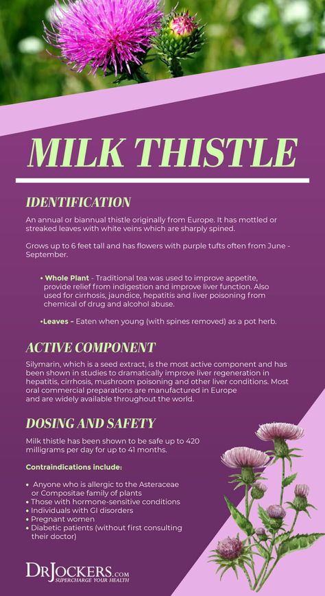 milk thistle, Milk Thistle: 6 Amazing Health Benefits Milk Thistle Tincture Diy, Milk Thistle Benefits For Women, Herbs For Liver, Benefits Of Milk Thistle, Mothers Milk Tea, Milk Thistle Benefits, Benefits Of Milk, Liver And Gallbladder, Healing Remedies