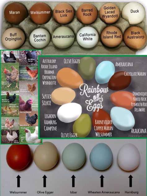 Chicken breed & egg color chart Egg Color Chart, Egg Chart, Chicken Egg Colors, Chicken Board, Egg Colors, Egg Laying Chickens, Chicken Life, Keeping Chickens, Building A Chicken Coop