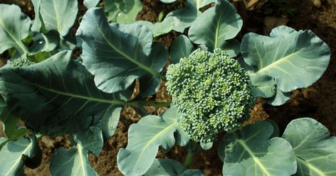 How Does Broccoli Grow, Harvesting Broccoli, How To Grow Broccoli, Grow Broccoli, Broccoli Leaves, Broccoli Plant, Growing Broccoli, Fall Crops, Broccoli Seeds