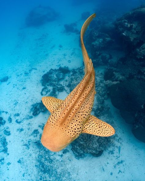 Caitlin Grace | Underwater Photographer 🌊📸 on Instagram: "One of Ningaloo’s well-known resident Leopard sharks contrasting against a moody lagoon. With heavy cloud cover blanketing the lagoon this last week, we took some time to appreciate the reef and its inhabitants in a different light ☁️☁️☁️   #ningaloo #ningalooreef #ningaloocoast #australiascoralcoast #westernaustralia #australia #ausgeo #bbcwildlifemagazine #natgeoyourshot #abcmyphoto #ocean #oceanlover #visitningaloo #underwaterphotographer #underwaterphotography #leopardshark #zebrashark #shark #whaleshark #snorkel #freedive #sonyalpha #nauticamhousings" Sea Puppies, Zebra Shark, Leopard Shark, Shark Photos, Shark Pictures, Mini Aquarium, Fish Ocean, Reef Shark, Underwater Photographer