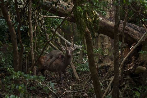 Wildlife Photographer of the Year: ghostly face or fish? - BBC News Leopard Hunting, Yakushima, Japanese Forest, Wildlife Photographer, Kagoshima, Photography Competitions, Wildlife Photos, Daily Pictures, Primates