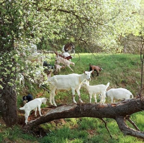 Chaning Tatum, Future Farms, Goat Farming, Animal Sanctuary, Farm Yard, Future Life, Cute Little Animals, Country Life, Animals Friends