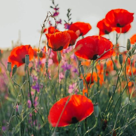 Poppies Field poppies (Papaver rhoeas) go by a number of names: corn poppies, Shirley poppies, Flanders poppies, and red poppies. They are the famous annuals that miraculously appeared in battle-scarred fields immediately following World War I. That in itself should tell you a thing or two about the tenacity of these plants. They self-seed easily and will fill up as much space as you allow them to. But they're far from being garden thugs and you will be happy to have them around—even after the Tattoo Wildflowers, Poppy Costume, Perennial Sunflower, Bee Friendly Flowers, Poppy Tattoo, Mexican Sunflower, Asclepias Tuberosa, Poppy Drawing, Poppies Tattoo