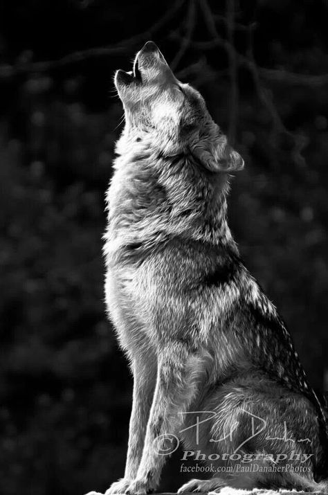 Stunning Lup Singuratic, Magic Runes, Wolf Images, Wolf Photography, Wild Eyes, Wolf Photos, Wolf Tattoo Design, Wolf Spirit Animal, Wolf Love