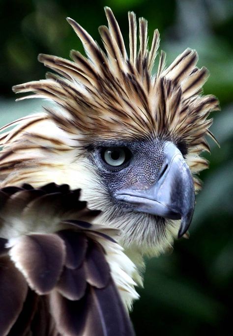 Philippine eagle – the largest eagle in the world | DinoAnimals.com Philippine Eagle, Regard Animal, Harpy Eagle, The Eagles, Exotic Birds, Pretty Birds, Colorful Birds, Birds Of Prey, Wild Birds