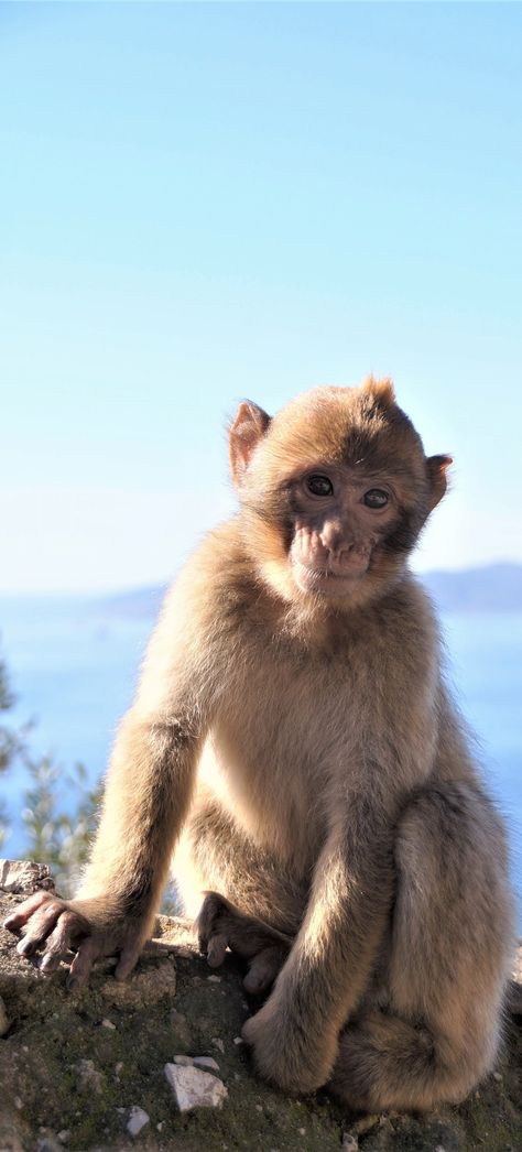 Europe Animals, Barbary Macaque, Types Of Monkeys, Wild Animals Photography, Animals Photography, Animals Cute, Monkey Business, Amazing Facts, Anime Couples Manga