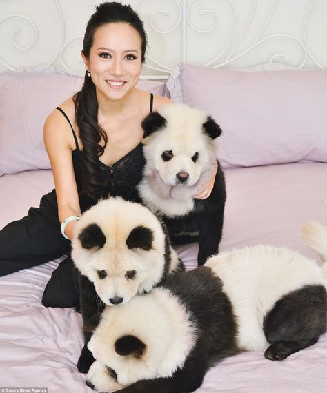 #panda #chow chow Novelty: Meng Jiang with her Chow Chow puppies, which she used organic dyes to colour around their eyes, ears, midriff and hind legs Panda Chow Chow, Chow Chow Puppies, Perros Chow Chow, Chow Puppies, Dog Hair Dye, Panda Dog, Hair Of The Dog, Every Dog Breed, Unusual Pictures