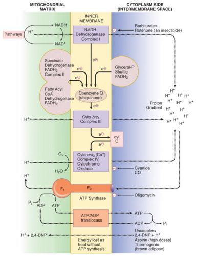 Electron Transport Chain (ETC) and Oxidative Phosphorylation : Mnemonic | Epomedicine Electron Transport Chain Diagram, Electron Transport Chain Notes, Electron Transport System, Dna Diagram, Mcat Study Tips, Oxidative Phosphorylation, Biochemistry Notes, Business Ideas For Women Startups, Electron Transport Chain